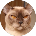 Avatar de andre.o