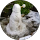 Community member
