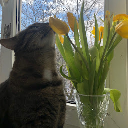 Nastia Cat