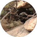 Suli Yi