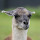 Juliano Soares's profile photo