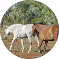 Mortgage Choice Broker - Mel Whelan - Katherine, Northern Territory