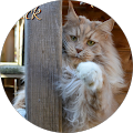 Sweetie Pie‘s Maine Coon Zucht - Achim