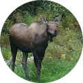 Foster and Company, LLC - Wasilla, Alaska