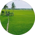 Yasir Arafath
