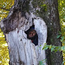Photo of Thierry Mercure