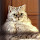 Tac's profile photo