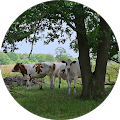Diever Mtb Route - Diever