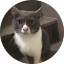 バンコク猫