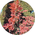 Avatar de Albizia.r