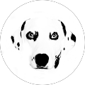 Avatar de Salomé.y