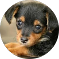 Avatar de Maryse.