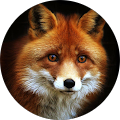 Reviewer Image
