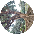 Community member