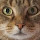 Dougal Scott's profile photo