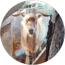 Hello Alabama's profile image
