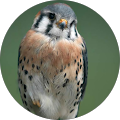 Business Coach e Formatore - Dott. Luca Russo - Bologna, Metropolitan City of Bologna