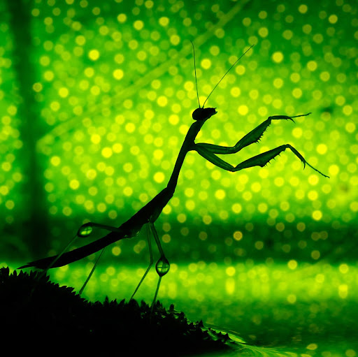 Avatar de Dracko Chain