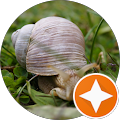 Avatar du profil de Ronel Nanhorngue