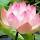 Rajamani Thiruvengadam's profile photo