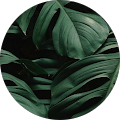 Avatar de savana_gaming.