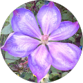 Avatar de Eglantine.o