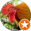 Whiteybird The Rooster