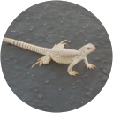 Erin Fyffe's profile image