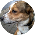 Hund-um-Service Dötlingen - Dötlingen