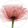 Avatar de Marjorie.