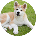 Akita Züchter Sachsen - Niederwiesa