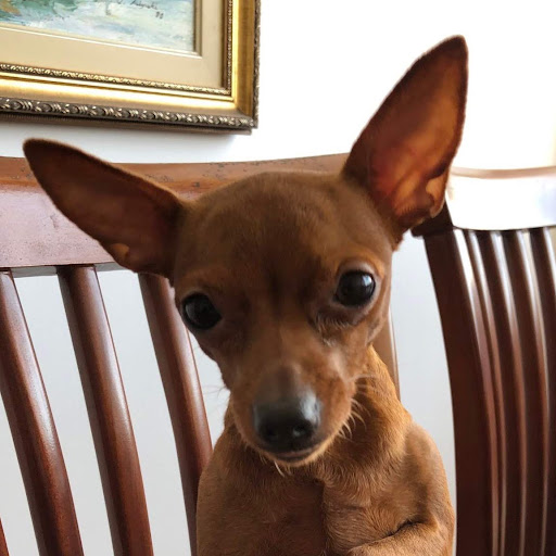 PetBox113 — foto 3