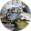 Schildkröten 05 Avatar