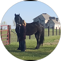 Starlit Ridge Farm Friesian Horses