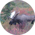 Avis Alaska - Kodiak, Alaska
