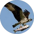 McKinder Creative - 