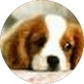 Review Author Image