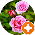 ThüFlor Blumengroß- und Einzelhandel Gmbh - Mühlhausen/Thüringen