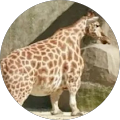 Community member