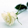 wali saeed's profile photo