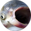 Connor Avatar