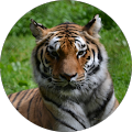 Avatar de tigr.u
