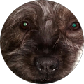 Avatar de meziane.E