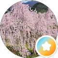 まなみん