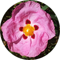 Avatar de Martine.e