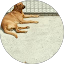 Anderson Lopes Amaia profile picture