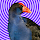 robotpukeko's profile photo