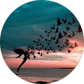 Avatar de Camille.h