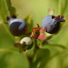 Photo de Vaccinium augustifolium
