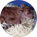 Maestri Ecologia Srl - Fontevivo, Provincia di Parma